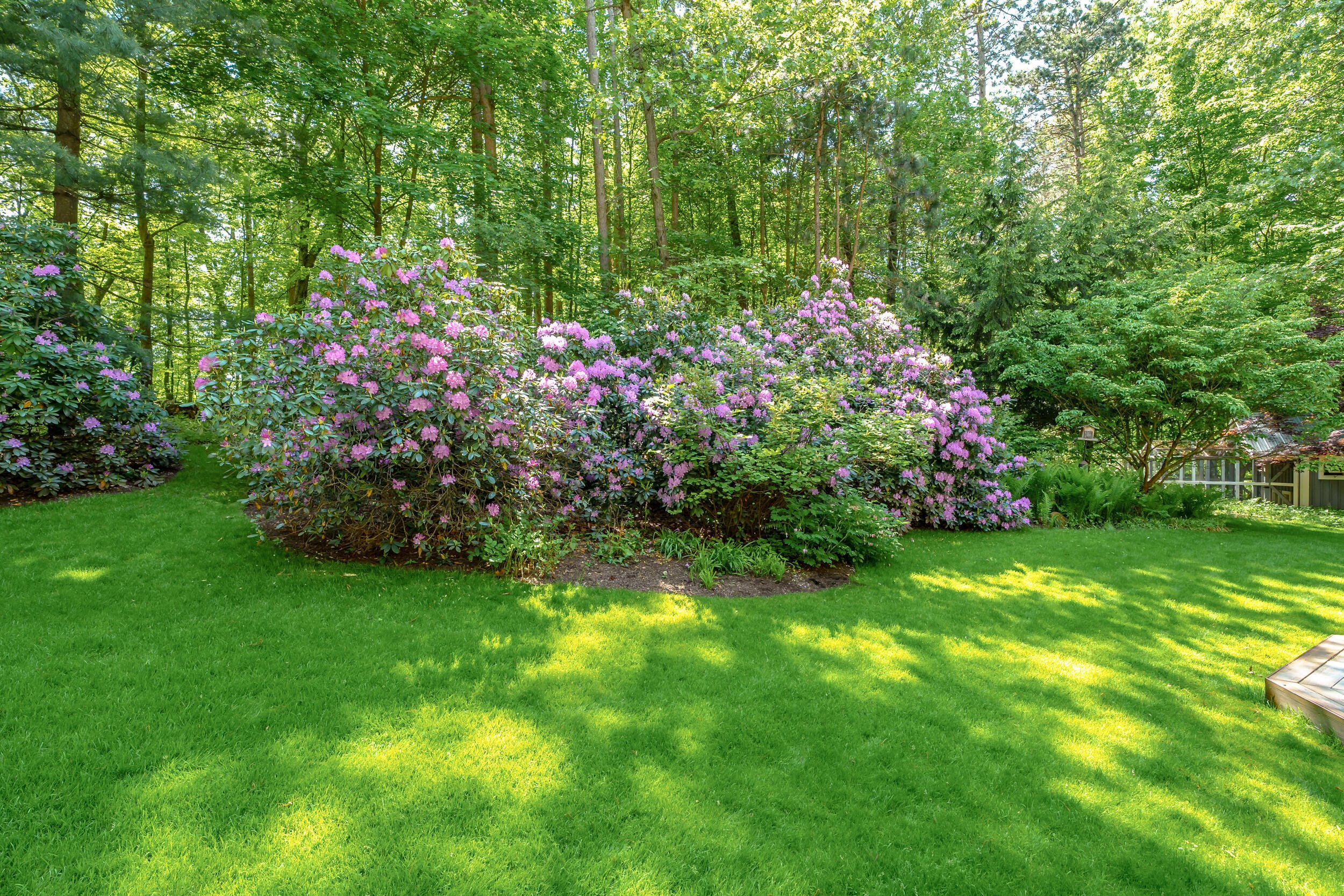 rhodendron pictures-1